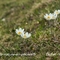 Pulsatille des Alpes ( Anemone alpina subsp. alpina - FBV1 )