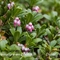 Raisin d'ours (arctostaphylos uva-ursi - FBV2 )