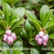 Raisin d'ours (arctostaphylos uva-ursi - FBV3 )