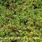 Raisin d'ours (arctostaphylos uva-ursi - FBV6)