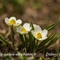 Renoncule de Kuepfer ( Ranunculus kuepferi - FBV7 )