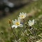 Pulsatille des Alpes ( Anemone alpina subsp. alpina - FBV2 )