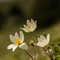 Pulsatille des Alpes ( Anemone alpina subsp. alpina - FBV8 )