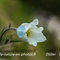 Pulsatille des Alpes ( Anemone alpina subsp. alpina - FBV6 )