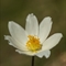 Pulsatille des Alpes ( Anemone alpina subsp. alpina - FBV5 )