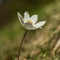 Pulsatille des Alpes ( Anemone alpina subsp. alpina - FBV4 )