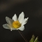 Pulsatille des Alpes ( Anemone alpina subsp. alpina - FBV3 )