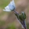 Pulsatille des Alpes ( Anemone alpina subsp. alpina - FBV12 )