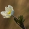 Pulsatille des Alpes ( Anemone alpina subsp. alpina - FBV13 )