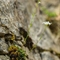 Kernéra des rochers ( Kernera saxatilis - FBV1 )