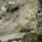 Kernéra des rochers ( Kernera saxatilis - FBV3 )