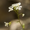 Kernéra des rochers ( Kernera saxatilis - FBV2 )