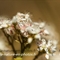 Orpin blanc (sedum album - FBV2)