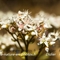 Orpin blanc (sedum album - FBV5)