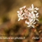 Orpin blanc (sedum album - FBV4)