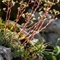 Saxifrage paniculée (Saxifraga paniculata - FBV4 )