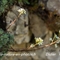 Saxifrage paniculée (Saxifraga paniculata - FBV5 )