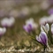 Crocus bigarré  (Crocus versicolor - FBV2 )