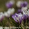 Crocus bigarré  (Crocus versicolor- FBV1 )