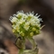 Pétasite blanc ( Petasites albus - FBV4 )