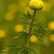 Trolle d'europe (Trollius europaeus - FJV1)