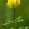 Trolle d'europe (Trollius europaeus - FJV3)