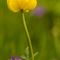 Trolle d'europe (Trollius europaeus - FJV4)