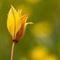 Tulipe australe (Tulipa sylvestris subsp. australis - FJV2)
