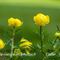 Trolle d'europe (Trollius europaeus - FJV2)