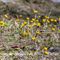 Tussilage (tussilago farfara L. - FJV1)