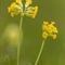 Primevère officinale ( primula veris - FJV4 )