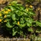 Populage des marais ( caltha palustris - FJV5 )