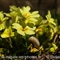 Primevère à grandes fleurs ( Primula vulgaris subsp. vulgaris - FJV1)