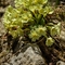 Primevère à grandes fleurs ( Primula vulgaris subsp. vulgaris - FJV2)