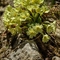 Primevère à grandes fleurs ( Primula vulgaris subsp. vulgaris - FJV2)