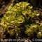 Primevère à grandes fleurs ( Primula vulgaris subsp. vulgaris - FJV3)
