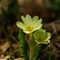 Primevère à grandes fleurs ( Primula vulgaris subsp. vulgaris - FJV5)
