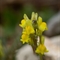 Linaire Couchée ( Linaria supina - FJV2 )