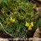 Linaire Couchée ( Linaria supina - FJV1 )