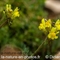 Linaire Couchée ( Linaria supina -FJV3)