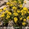Hélianthème Alpestre ( Helianthemum italicum var.alpestre  - FJV1)