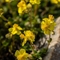 Hélianthème Alpestre ( Helianthemum italicum var.alpestre  - FJV2)