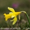 Jonquille ( narcissus pseudo-narcissus - FJV4 )