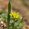 Gagée Jaune ( gagea lutea - FJV5 )