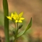 Gagée Jaune ( gagea lutea - FJV6 )