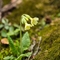 Primevère élevée  (Primula elatior subsp. elatior - FJV9)