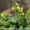 Primevère élevée  (Primula elatior subsp. elatior - FJV10)