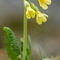 Primevère élevée  (Primula elatior subsp. elatior - FJV11)