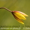 Tulipe australe (Tulipa sylvestris subsp. australis - FJV3)