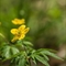 Anémone Fausse - Renoncule ( Anemone ranunculoide - FJV2 )